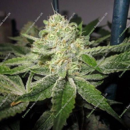 GhostRider OG Regular Marijuana Strain by Karma Genetics For Sale Online at Cannabis Seeds Outlet