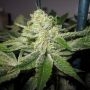 GhostRider OG Regular Marijuana Strain by Karma Genetics For Sale Online at Cannabis Seeds Outlet