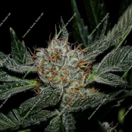 Grenadine Feminized Marijuana Strain by Karma Genetics For Sale Online at Cannabis Seeds Outlet