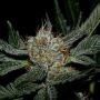 Grenadine Feminized Marijuana Strain by Karma Genetics For Sale Online at Cannabis Seeds Outlet