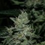 Karma Genetics Grenadine Smoke Buds Weed Ganja Skunk Dope Pot Images Pics Nuggets