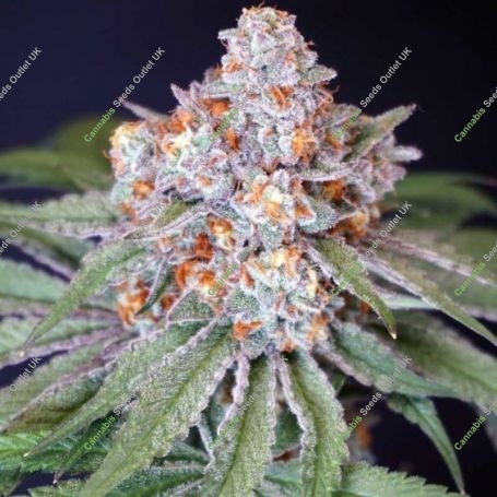 MS 29 Feminized Marijuana Strain by Karma Genetics For Sale Online at Cannabis Seeds Outlet