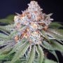 MS 29 Feminized Marijuana Strain by Karma Genetics For Sale Online at Cannabis Seeds Outlet
