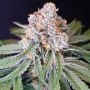 Karma Genetics MS 29 Smoke Buds Weed Ganja Skunk Dope Pot Images Pics Nuggets