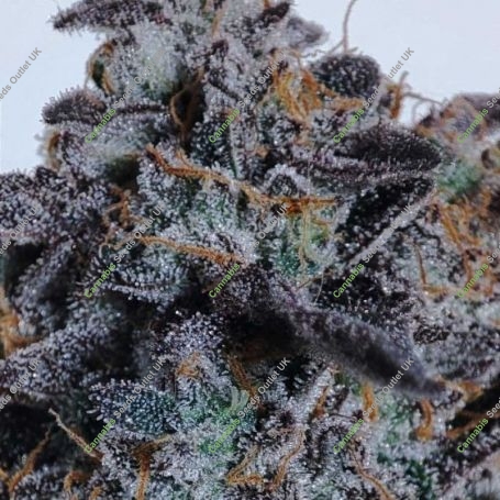 Sweets 29 x Ztini Regular Marijuana Strain by Karma Genetics For Sale Online at Cannabis Seeds Outlet