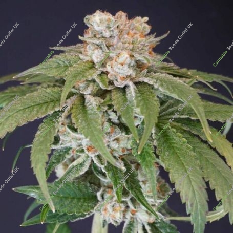 Kushi Melon Feminized Marijuana Strain by Karma Genetics For Sale Online at Cannabis Seeds Outlet