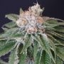 Karma Genetics Kushi Melon Smoke Buds Weed Ganja Skunk Dope Pot Images Pics Nuggets