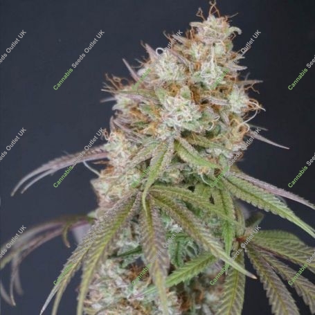 Rocket Juice Feminized Marijuana Strain by Karma Genetics For Sale Online at Cannabis Seeds Outlet