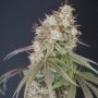 Rocket Juice Feminized Marijuana Strain by Karma Genetics For Sale Online at Cannabis Seeds Outlet