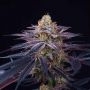 Karma Genetics Rocket Juice Smoke Buds Weed Ganja Skunk Dope Pot Images Pics Nuggets