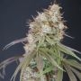 Rocket Juice Feminized by Karma Genetics THC Content Potency Strength CBD Height Yield Flowering Time Indica Sativa Genetics