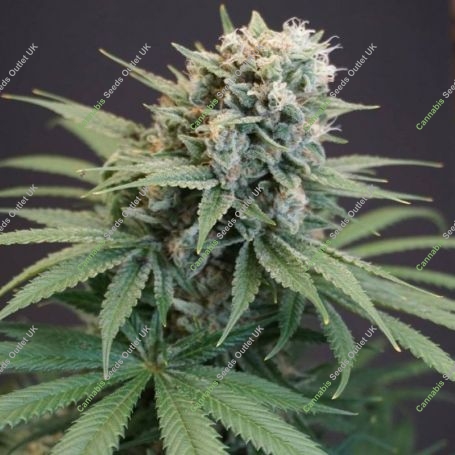 LeMello Feminized Marijuana Strain by Karma Genetics For Sale Online at Cannabis Seeds Outlet