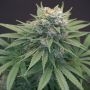 Karma Genetics LeMello Smoke Buds Weed Ganja Skunk Dope Pot Images Pics Nuggets