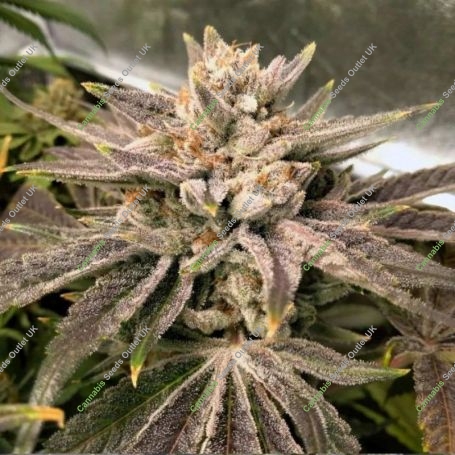 Crumbled Melon Feminized Marijuana Strain by Karma Genetics For Sale Online at Cannabis Seeds Outlet
