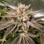 Crumbled Melon Feminized Marijuana Strain by Karma Genetics For Sale Online at Cannabis Seeds Outlet