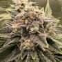 Karma Genetics Crumbled Melon Smoke Buds Weed Ganja Skunk Dope Pot Images Pics Nuggets