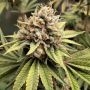 Crumbled Melon Feminized by Karma Genetics THC Content Potency Strength CBD Height Yield Flowering Time Indica Sativa Genetics
