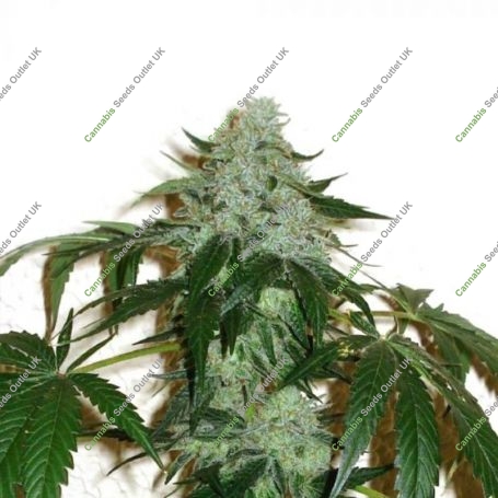 RoadDawg Regular Marijuana Strain by Karma Genetics For Sale Online at Cannabis Seeds Outlet