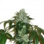 RoadDawg Regular Marijuana Strain by Karma Genetics For Sale Online at Cannabis Seeds Outlet