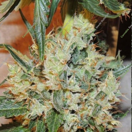 White Sumo Regular Marijuana Strain by Karma Genetics For Sale Online at Cannabis Seeds Outlet