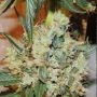 White Sumo Regular Marijuana Strain by Karma Genetics For Sale Online at Cannabis Seeds Outlet