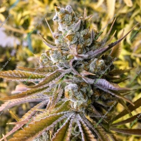 Tangie Ghost Train Feminized Marijuana Strain by Little Chief Collabs For Sale Online at Cannabis Seeds Outlet