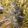 Tangie Ghost Train Feminized Marijuana Strain by Little Chief Collabs For Sale Online at Cannabis Seeds Outlet