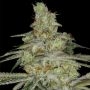 Tangie Ghost Train Feminized by Little Chief Collabs THC Content Potency Strength CBD Height Yield Flowering Time Indica Sativa 