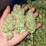 Little Chief Collabs Banger Glue Smoke Buds Weed Ganja Skunk Dope Pot Images Pics Nuggets