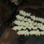 Banger Glue Feminized by Little Chief Collabs THC Content Potency Strength CBD Height Yield Flowering Time Indica Sativa Genetic