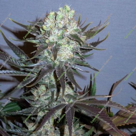 Killer Glue Feminized Marijuana Strain by Little Chief Collabs For Sale Online at Cannabis Seeds Outlet