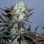 Killer Glue Feminized Marijuana Strain by Little Chief Collabs For Sale Online at Cannabis Seeds Outlet