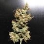 Killer Glue Feminized by Little Chief Collabs THC Content Potency Strength CBD Height Yield Flowering Time Indica Sativa Genetic