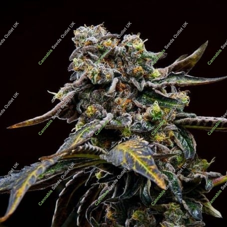 Blueberry Freeze Regular Marijuana Strain by Masonrie For Sale Online at Cannabis Seeds Outlet