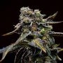 Blueberry Freeze Regular Marijuana Strain by Masonrie For Sale Online at Cannabis Seeds Outlet