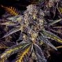 Masonrie Blueberry Freeze Smoke Buds Weed Ganja Skunk Dope Pot Images Pics Nuggets