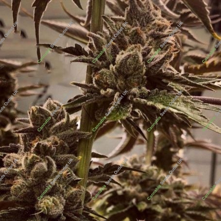 Lit in Las Vegas Regular Marijuana Strain by Masonrie For Sale Online at Cannabis Seeds Outlet