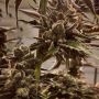 Lit in Las Vegas Regular Marijuana Strain by Masonrie For Sale Online at Cannabis Seeds Outlet