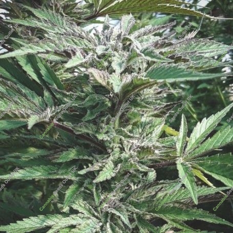 Black Rainbow Regular Marijuana Strain by Masonrie For Sale Online at Cannabis Seeds Outlet
