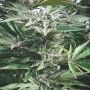 Black Rainbow Regular Marijuana Strain by Masonrie For Sale Online at Cannabis Seeds Outlet