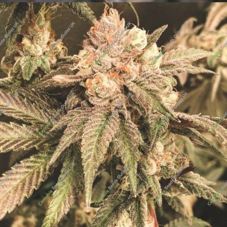 Elevee Regular Marijuana Strain by Masonrie For Sale Online at Cannabis Seeds Outlet