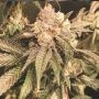 Elevee Regular Marijuana Strain by Masonrie For Sale Online at Cannabis Seeds Outlet