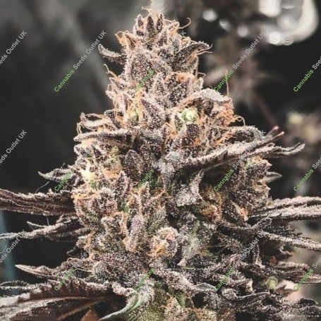 Daifuku Regular Marijuana Strain by Masonrie For Sale Online at Cannabis Seeds Outlet