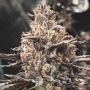 Daifuku Regular Marijuana Strain by Masonrie For Sale Online at Cannabis Seeds Outlet