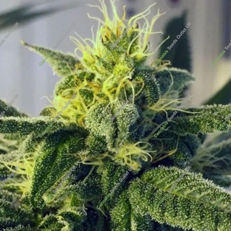 Dos Santos Regular Marijuana Strain by Massive Creations For Sale Online at Cannabis Seeds Outlet