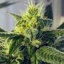 Dos Santos Regular Marijuana Strain by Massive Creations For Sale Online at Cannabis Seeds Outlet