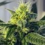 Massive Creations Dos Santos Smoke Buds Weed Ganja Skunk Dope Pot Images Pics Nuggets