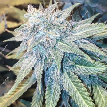 Blue Z Burger Regular Marijuana Strain by Massive Creations For Sale Online at Cannabis Seeds Outlet