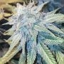 Blue Z Burger Regular Marijuana Strain by Massive Creations For Sale Online at Cannabis Seeds Outlet