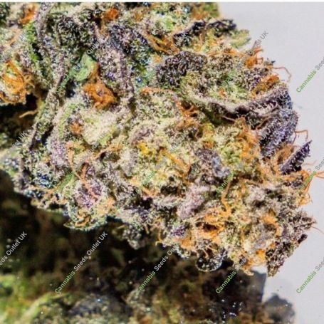 Cherry Impossible Regular Marijuana Strain by Massive Creations For Sale Online at Cannabis Seeds Outlet